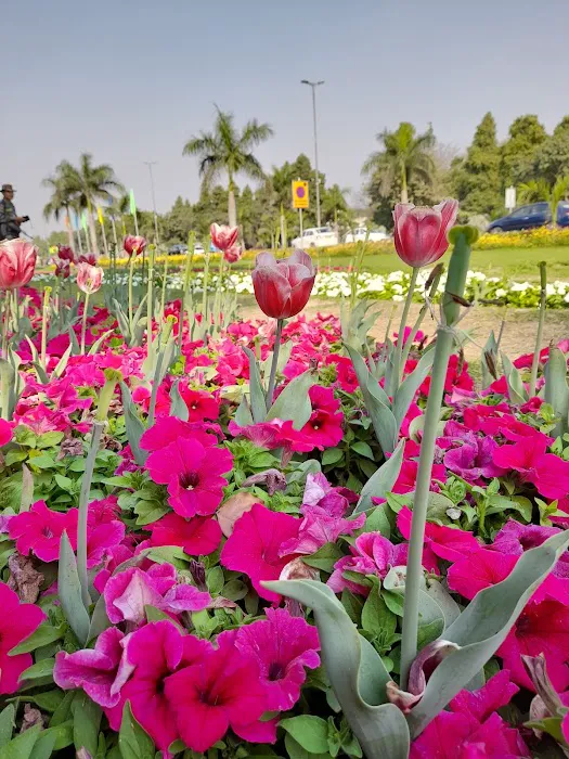 Tulip garden - 6
