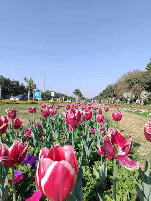 Tulip garden - 5