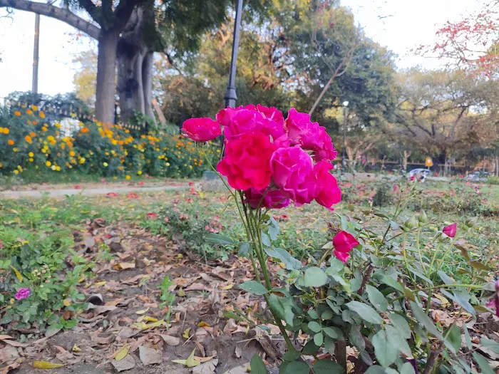 BRICS Friendship Rose Garden - 0