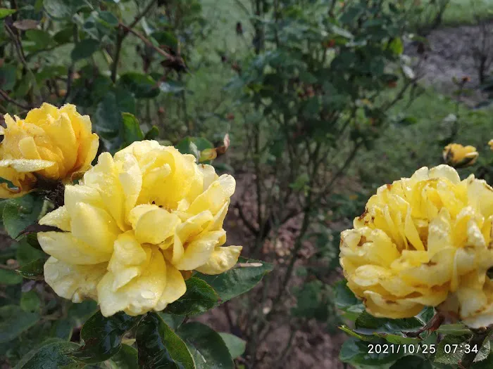 BRICS Friendship Rose Garden - 1