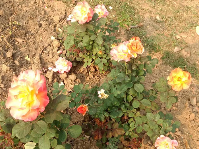 BRICS Friendship Rose Garden - 8