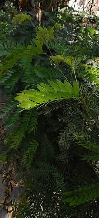 Lala Lajpat Rai Park - 8