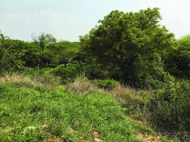 Angoori Bagh - 1