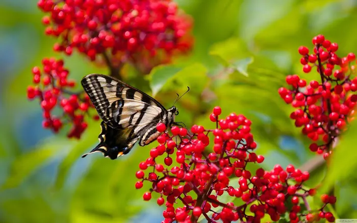 Butterfly Park - 3