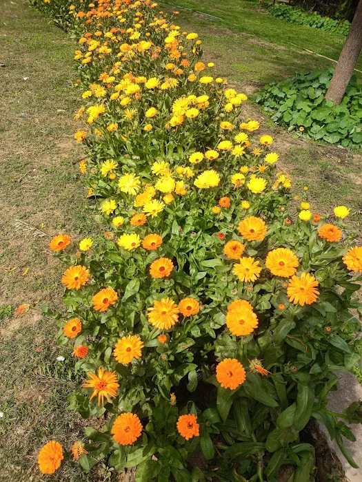 Spice DDA Park - 7