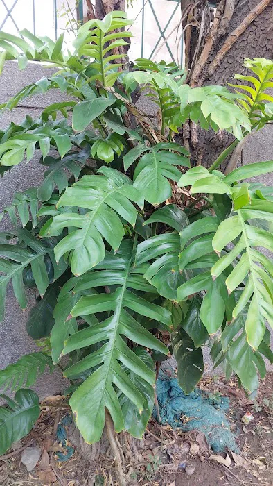 A BLOCK PARK, SECTOR-20 - 7