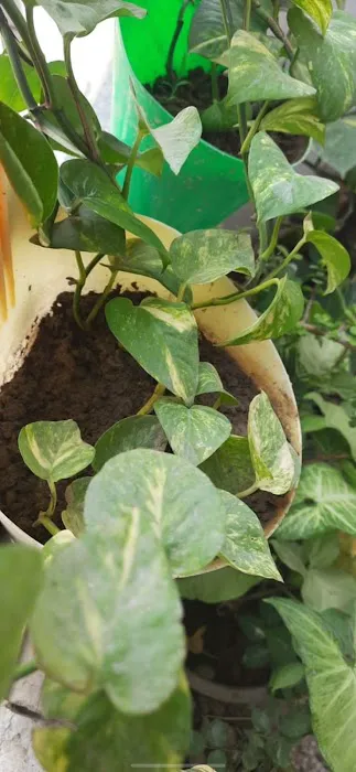 Local nursery - 0