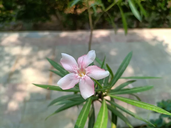 Dr. Sidhu Park - 4