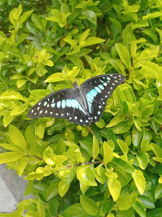Local Colony Park - 0
