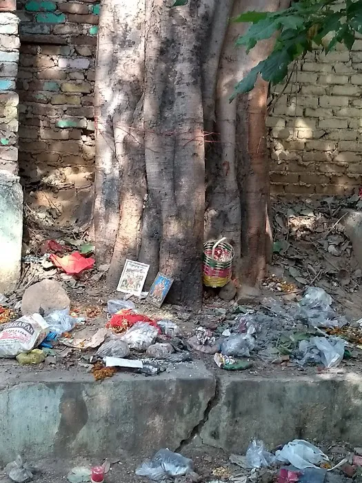 bougainvillea garden , naraina - 3