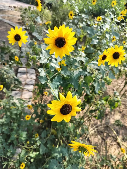 Garden of five senses - 4