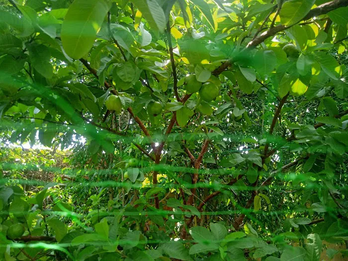 Bhagawan Mahaveer Park - 2