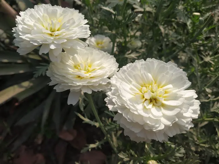 Garden - 5