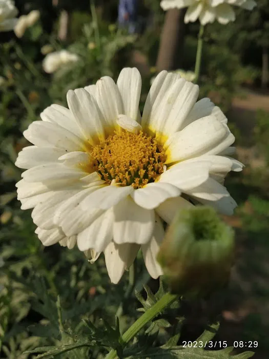 Garden - 3