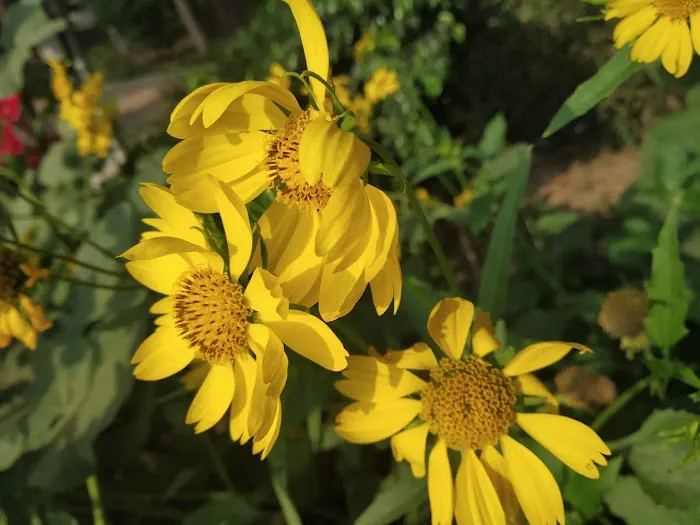 Garden - 9