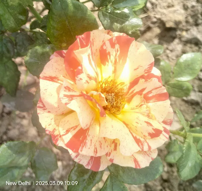 India Africa Friendship Rose Garden - 6
