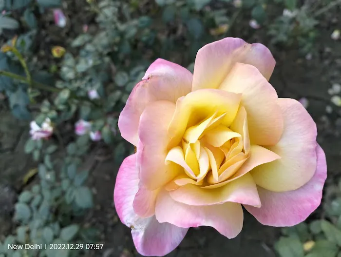 India Africa Friendship Rose Garden - 7