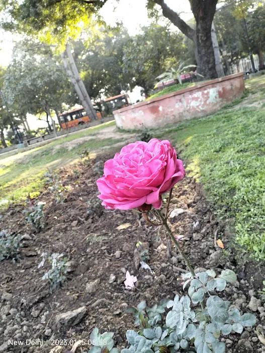 India Africa Friendship Rose Garden - 4