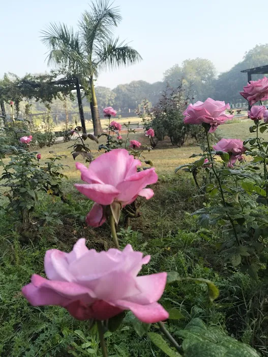 India Africa Friendship Rose Garden - 5