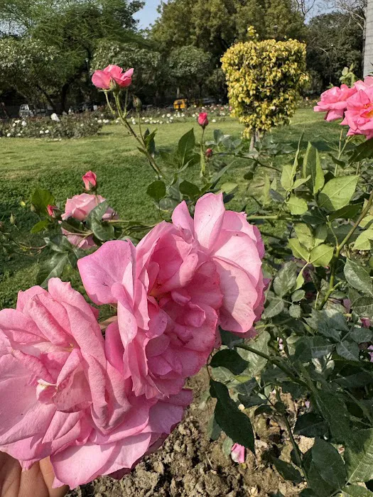 India Africa Friendship Rose Garden - 8