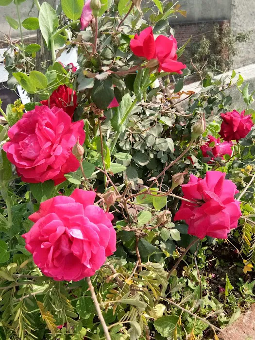 DDA Park - 8