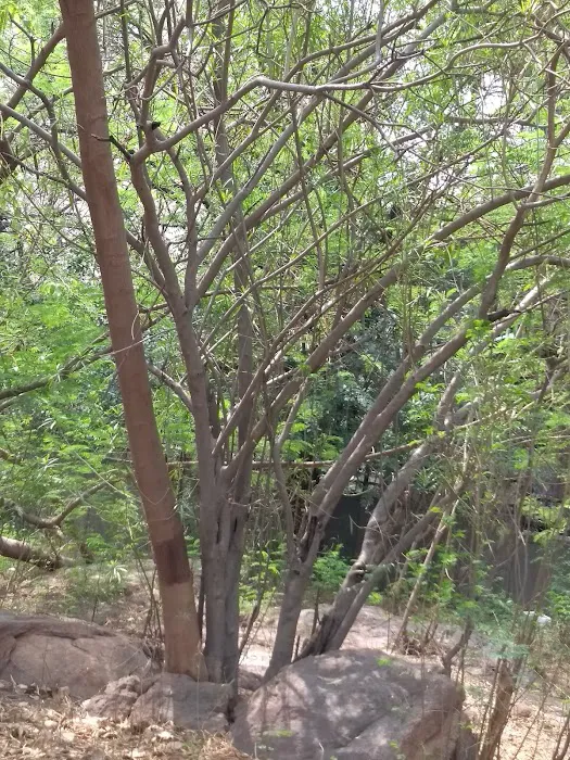 Pahari Wala Park (Rocky Park) - 5