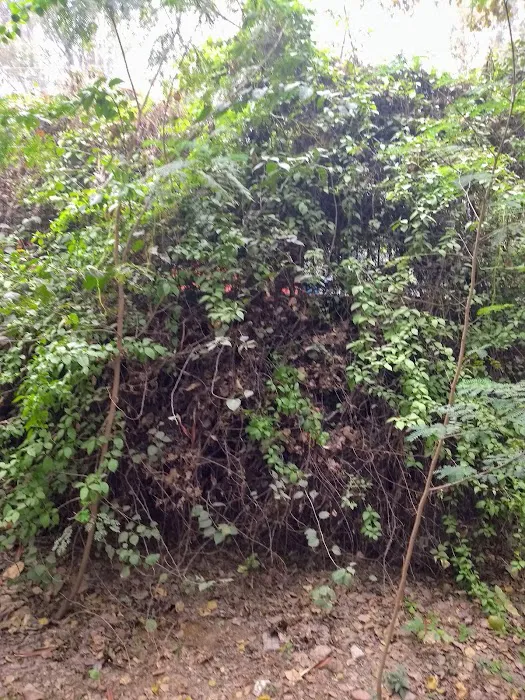 Pahari Wala Park (Rocky Park) - 4