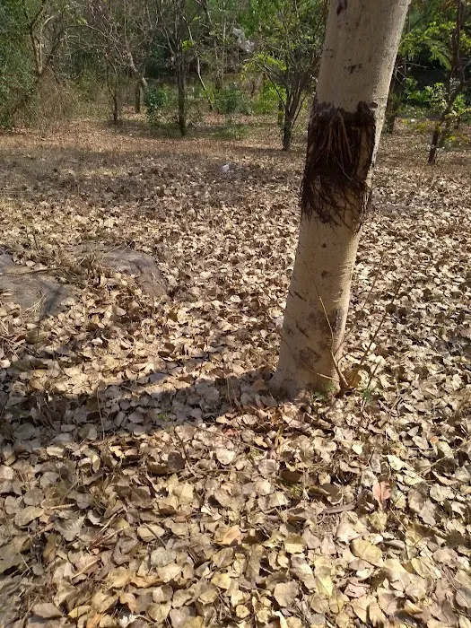 Pahari Wala Park (Rocky Park) - 8