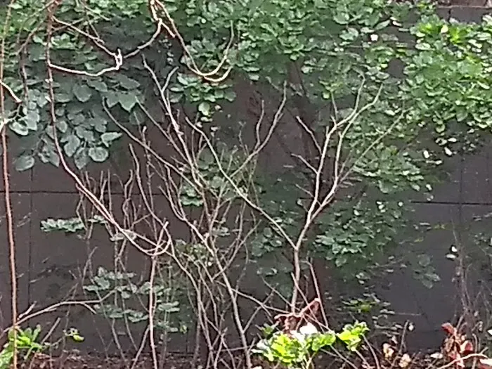 Pahari Wala Park (Rocky Park) - 6