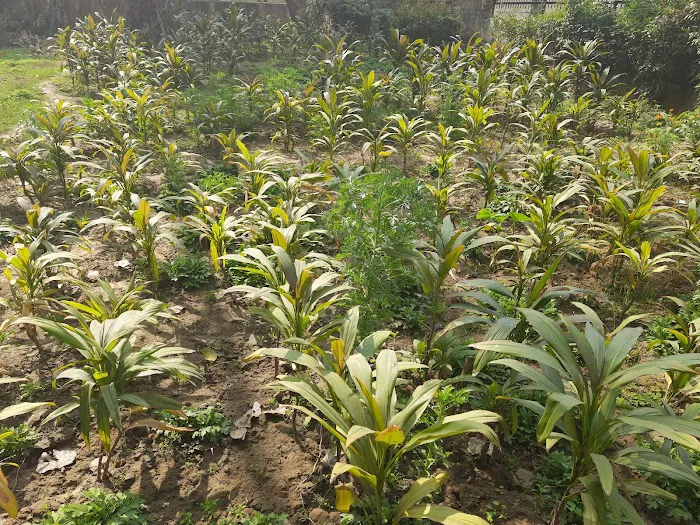 NHP at Naraina Vihar - 5
