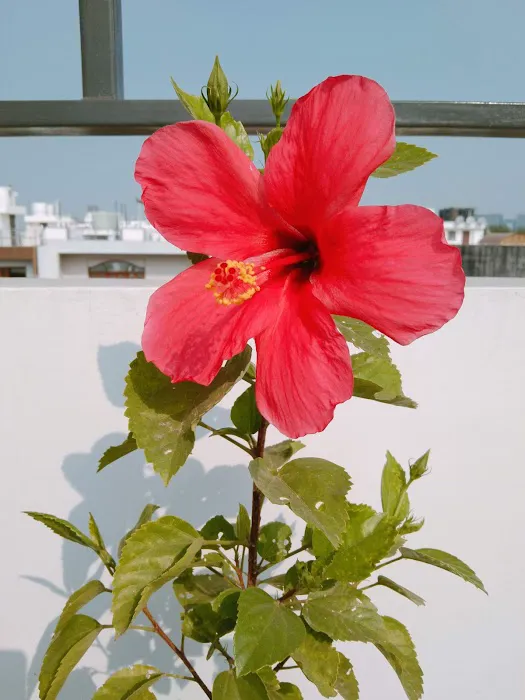 Shyam Enclave Park - 2