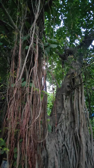 Kilekari Phushpam Vitak Park - 2