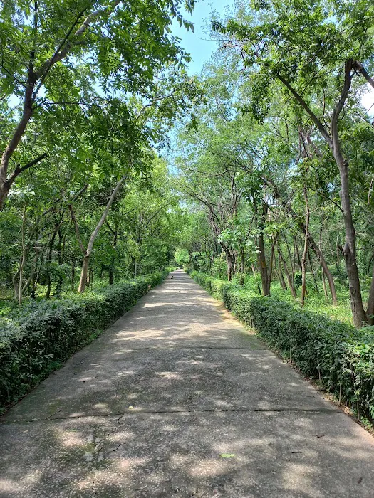 City Forest - 1