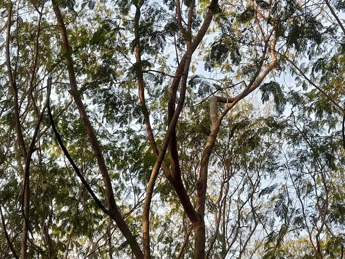 City Forest - 4