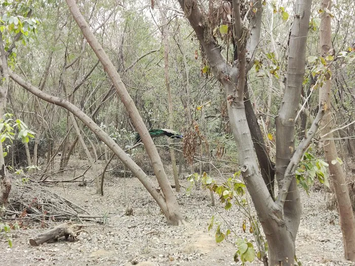 City Forest - 6