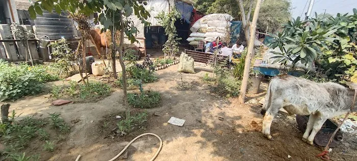 Raju bhadana farm - 2