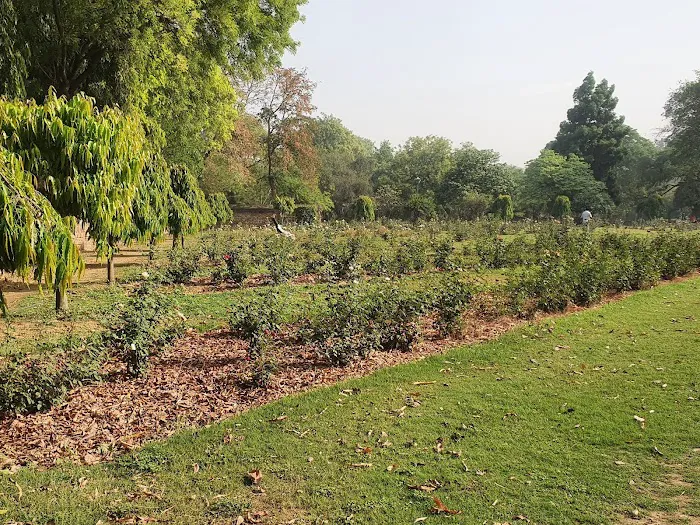 Rose Garden - 0