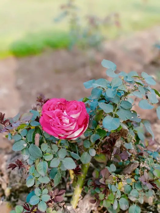 Rose Garden - 4