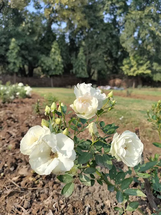 Rose Garden - 7
