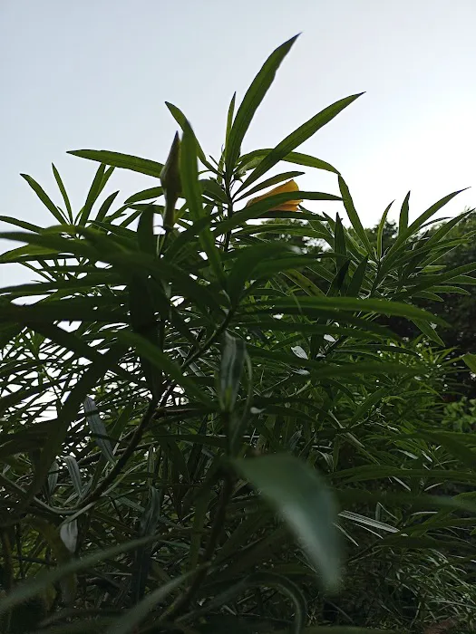 Saidulajab Samudayik Park - 4